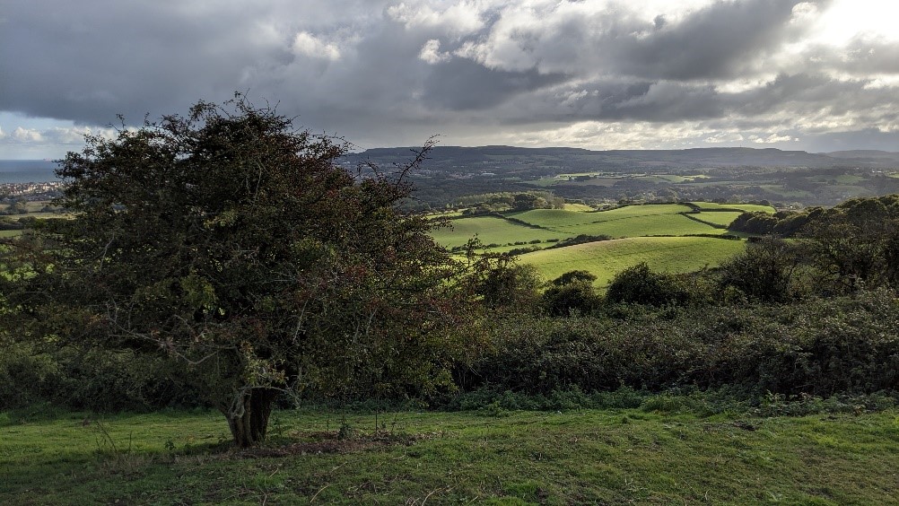A stormy scene with a tree in the foreground, fields behind it and a grey cloudy sky